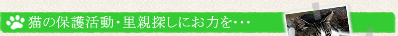 猫の保護活動・里親探しにお力を・・・